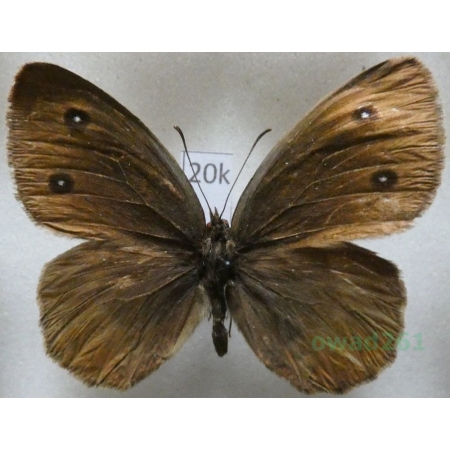 Satyrus ferula petrina (Silbernagel, Thurner 1964) male Greece20k